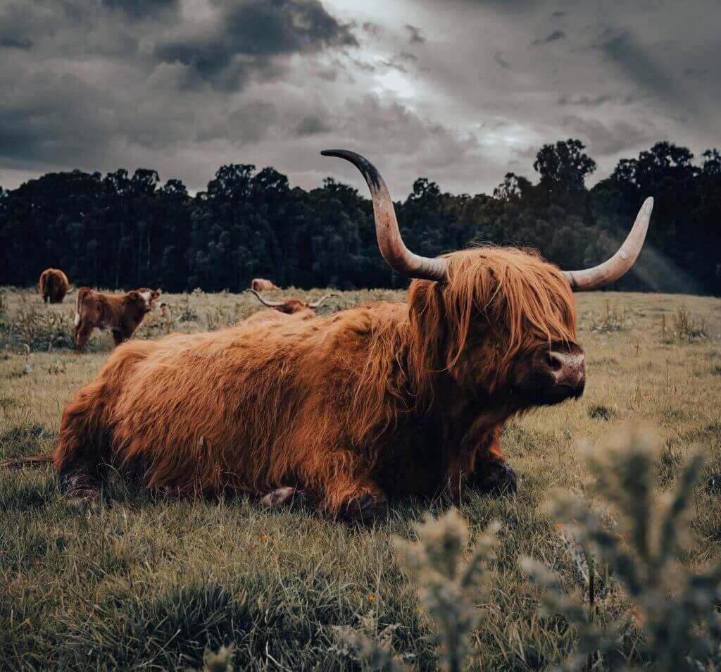 A Highland cow in long grass, photographed by David Barco