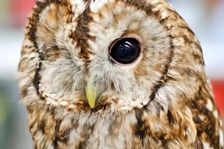 A tawny owl at The Owl Experience sanctuary