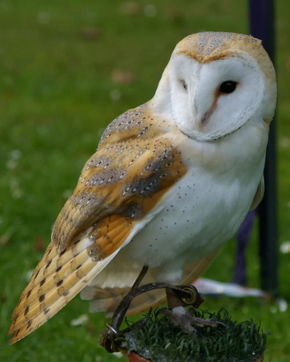 A barn owl at The Owl Experience