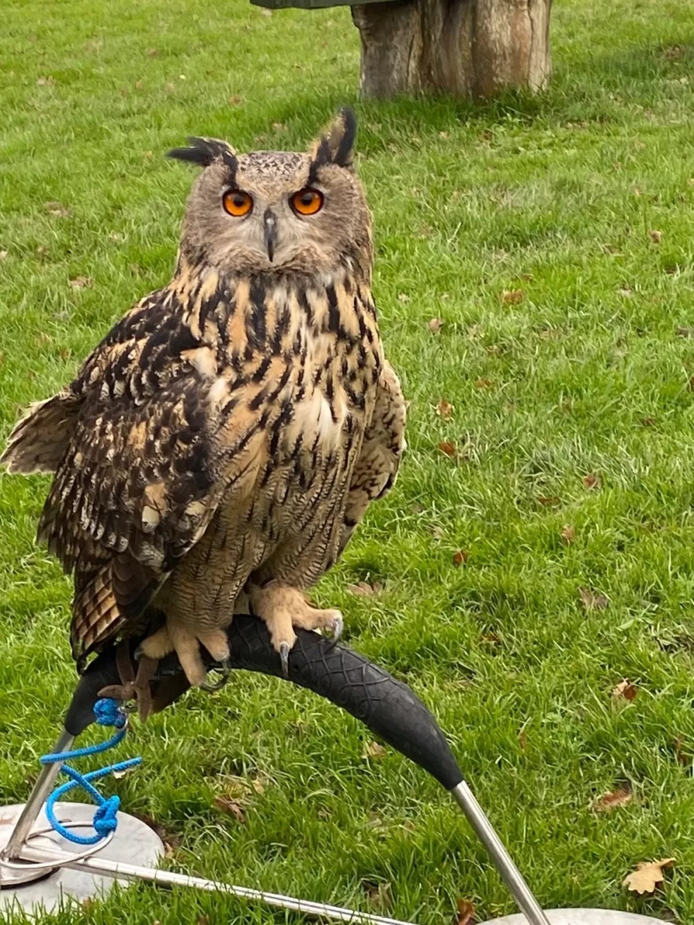 A Eurasian eagle owl on the grass at The Owl Experience