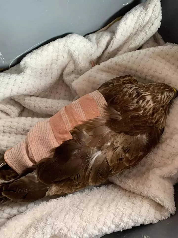 A rescued bird of prey resting in a blanket with a bandaged wing
