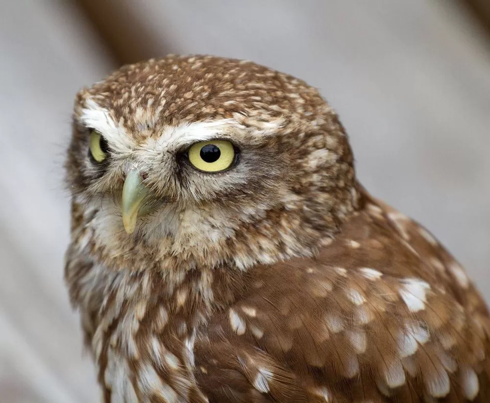 A little owl at The Owl Experience
