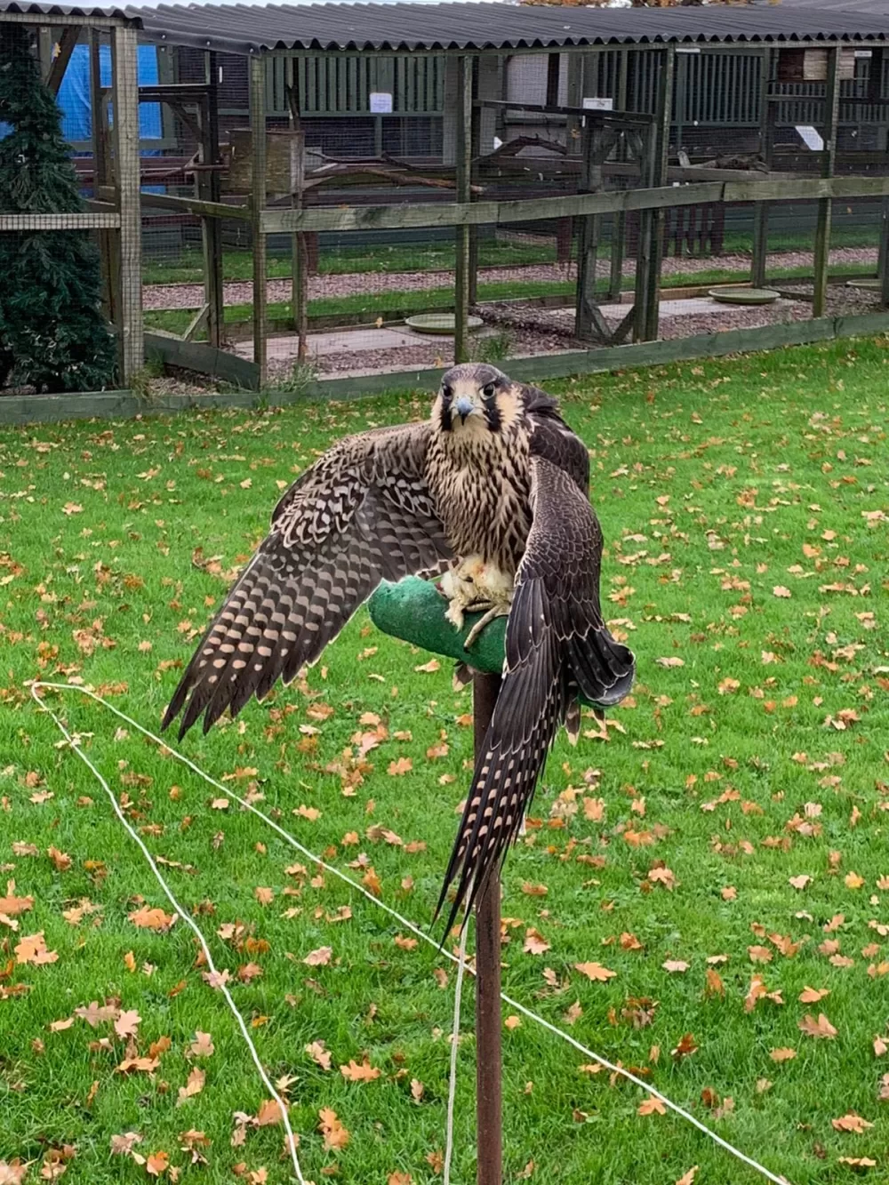 A bird of prey on a perch on the farm in Staffordshire