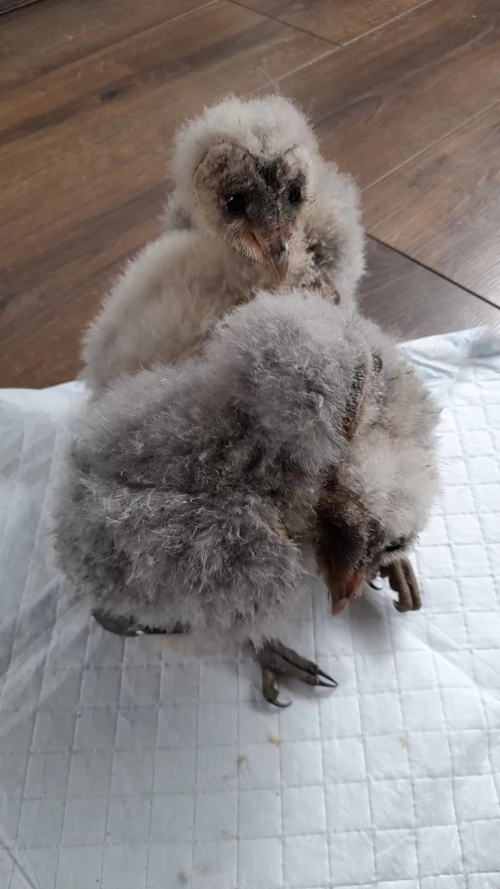 Two rescued owlets in the sanctuary's care